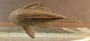 Pseudancistrus depressus FMNH 116977 dorsal